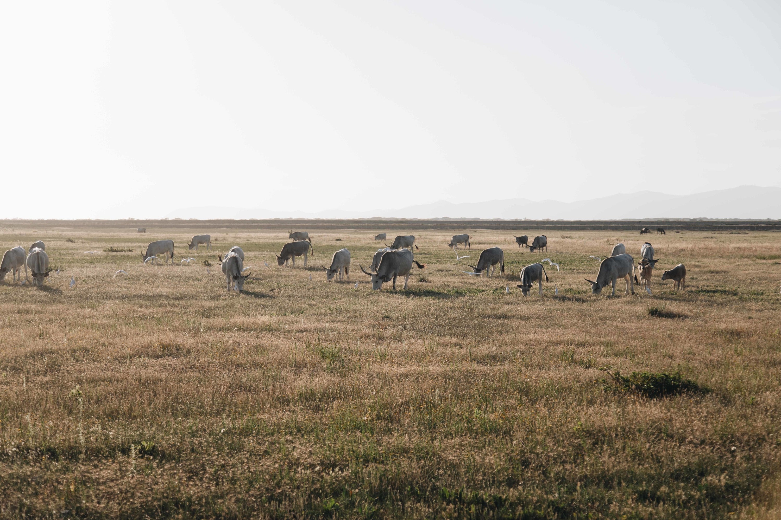 The Origins of Tallow: Ancient Skincare Wisdom for Modern Skin